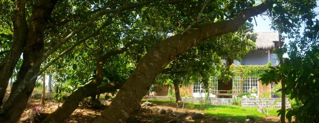 building_mexico_casa_fruit_trees_tropics_palapa_outdoor_living_flagstone_terrace