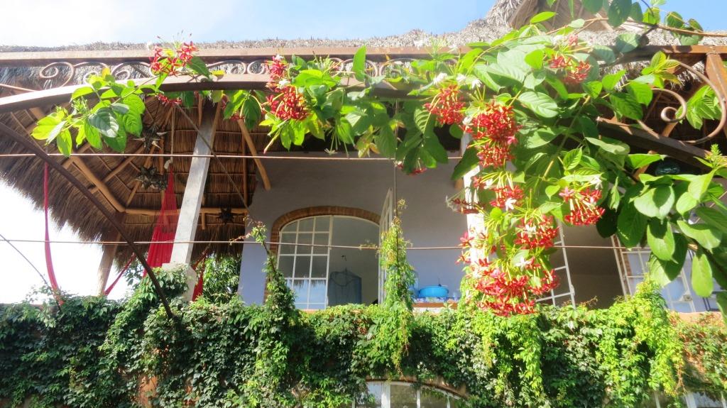 living_in_mexico_building_rangoon_creeper_pergola_palapa