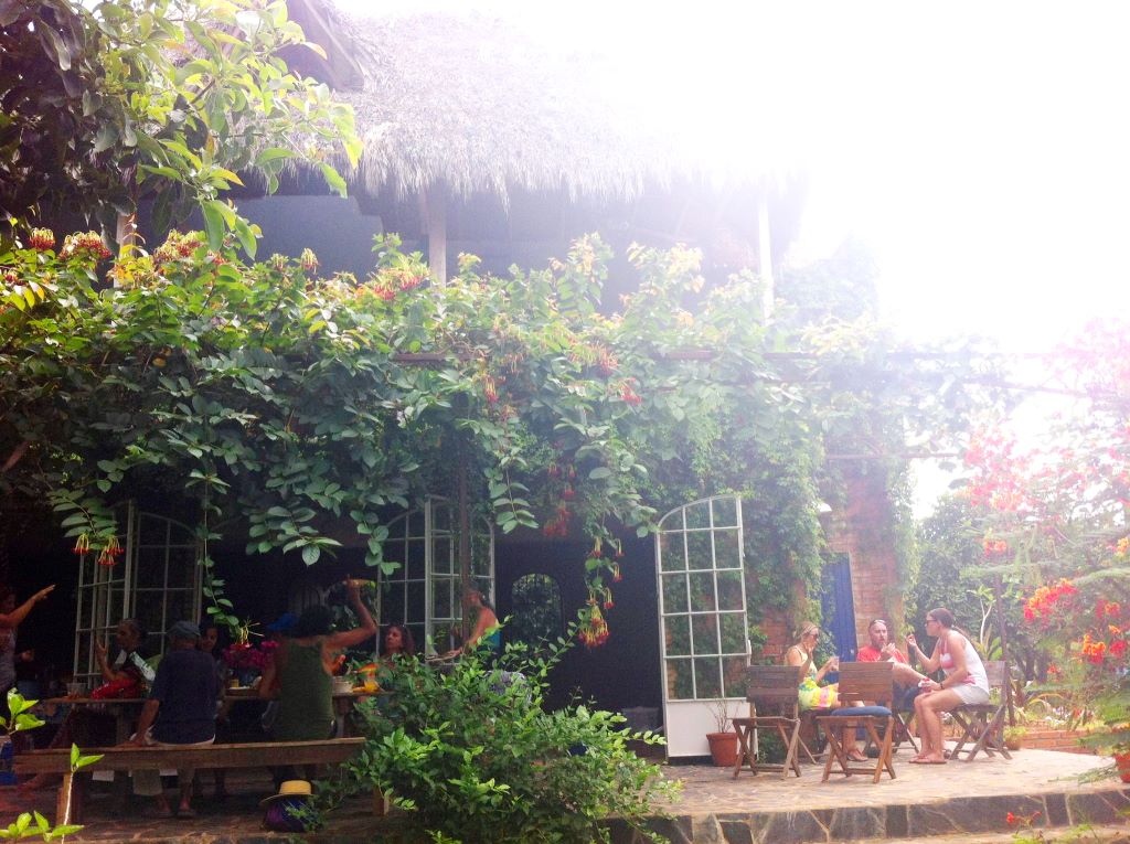 My first garden party. The rangoon creeper blooming profusely!